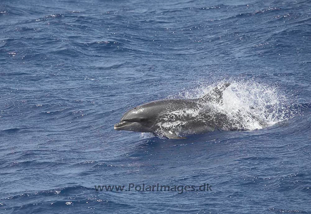 Bottlenose dolphin_MG_8246