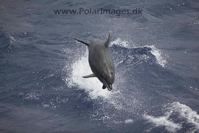 Bottlenose dolphin_MG_8264