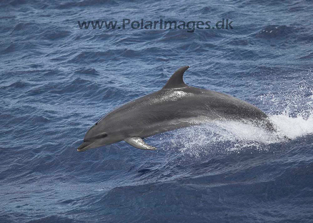 Bottlenose dolphin_MG_8268