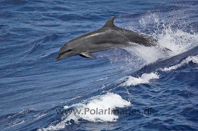 Bottlenose dolphin_MG_8269