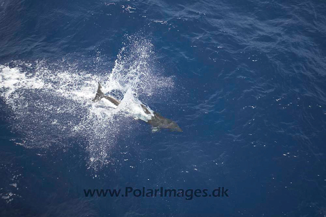 Bottlenose dolphin_MG_8295