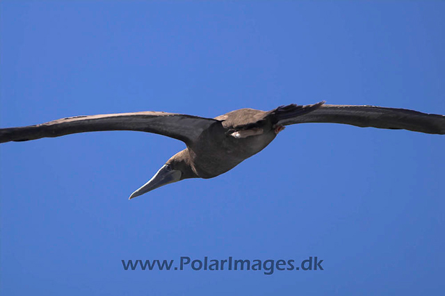 Brown Booby Ascension Island PICT4484