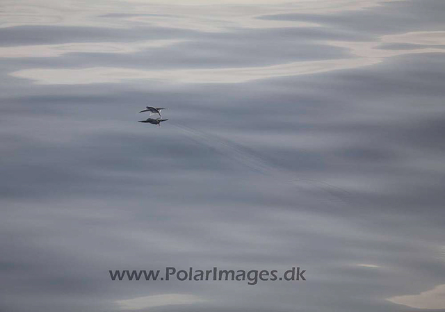 Flying fish_MG_8299