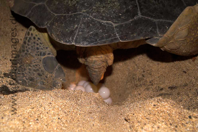 Green Turtle - Ascension PICT4632