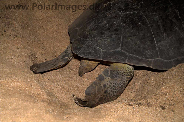 Green Turtle - Ascension PICT4634