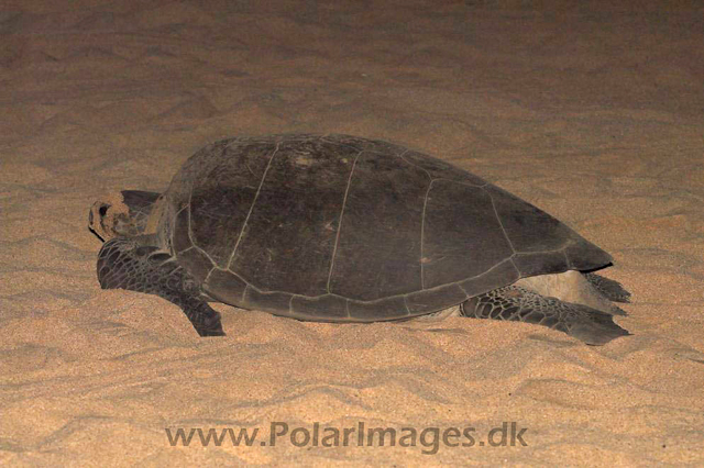 Green Turtle - Ascension PICT4641