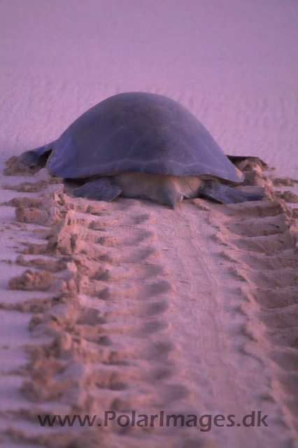 Green Turtle - Ascension PICT4651