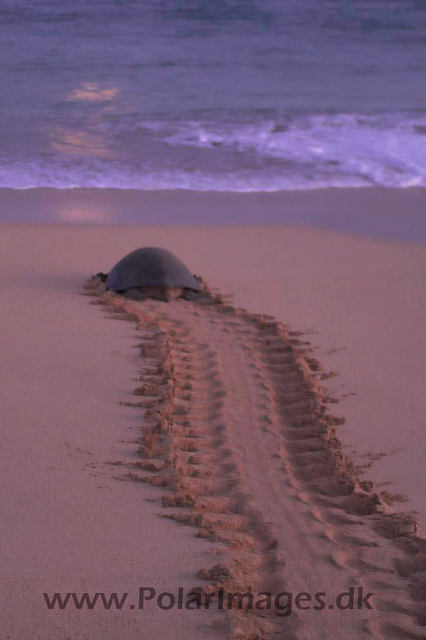 Green Turtle - Ascension PICT4653