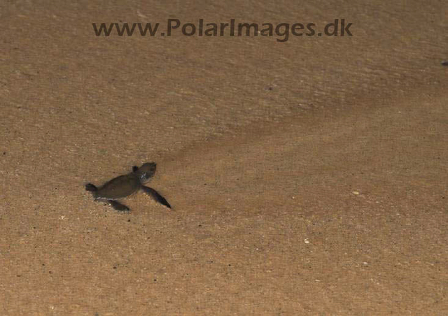 Green Turtle - Ascension PICT4659