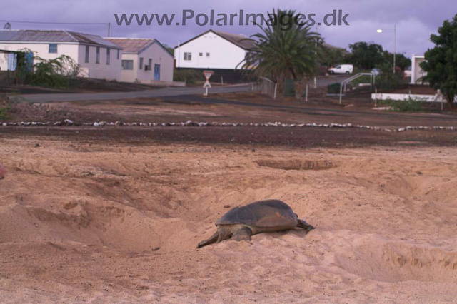 Green Turtle - Ascension PICT4661