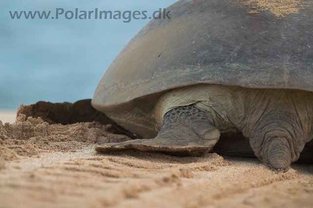 Green Turtle - Ascension PICT4723