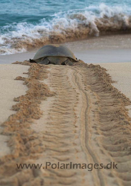 Green Turtle - Ascension PICT4724