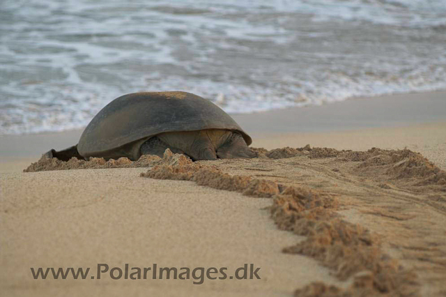 Green Turtle - Ascension PICT4727