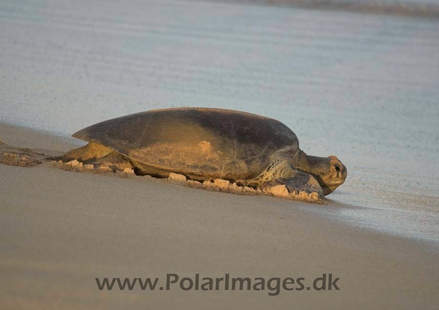 Green Turtle - Ascension PICT4734