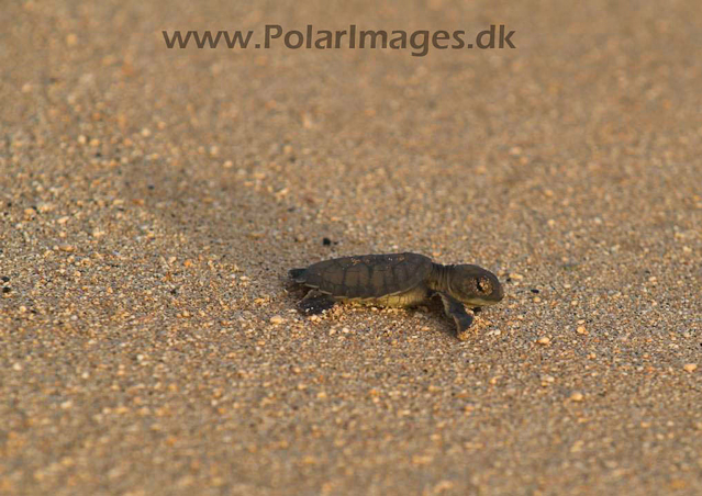 Green Turtle - Ascension PICT4743