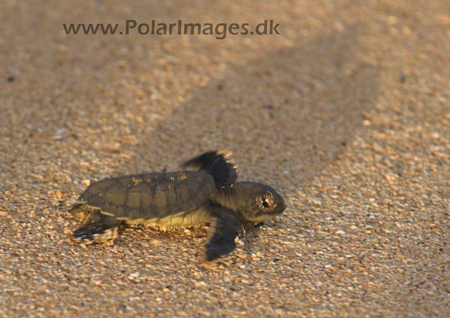 Green Turtle - Ascension PICT4745