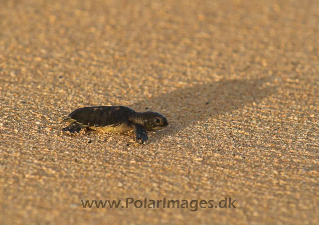 Green Turtle - Ascension PICT4749