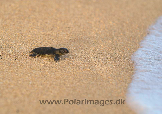 Green Turtle - Ascension PICT4753