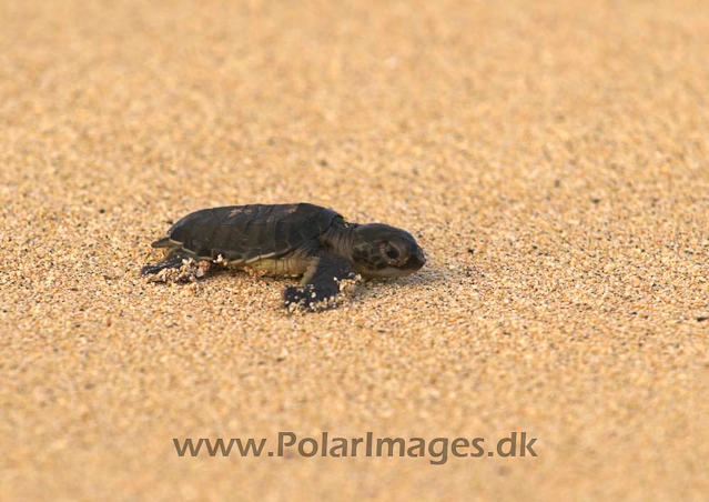 Green Turtle - Ascension PICT4756