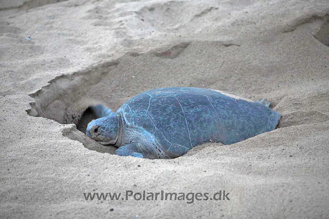 Green turtle_MG_8022