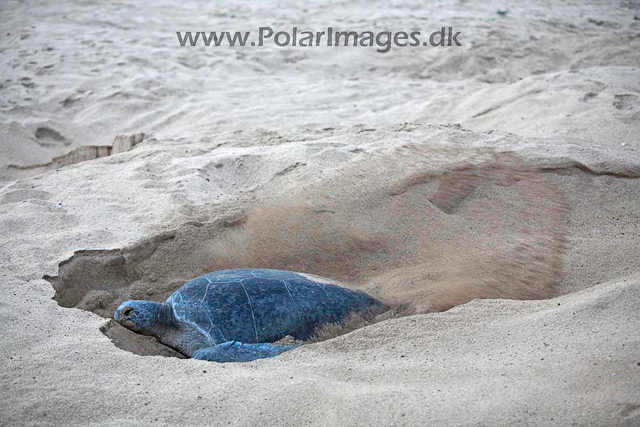 Green turtle_MG_8024