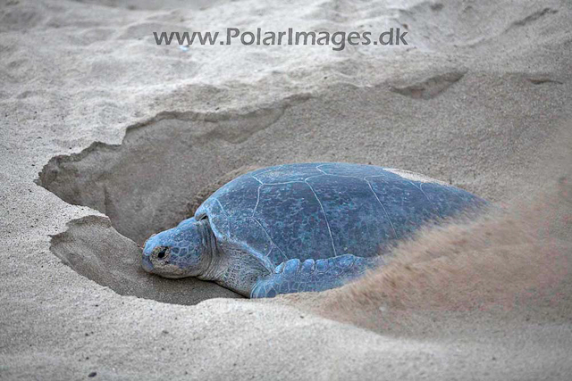 Green turtle_MG_8032