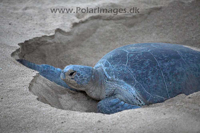 Green turtle_MG_8035