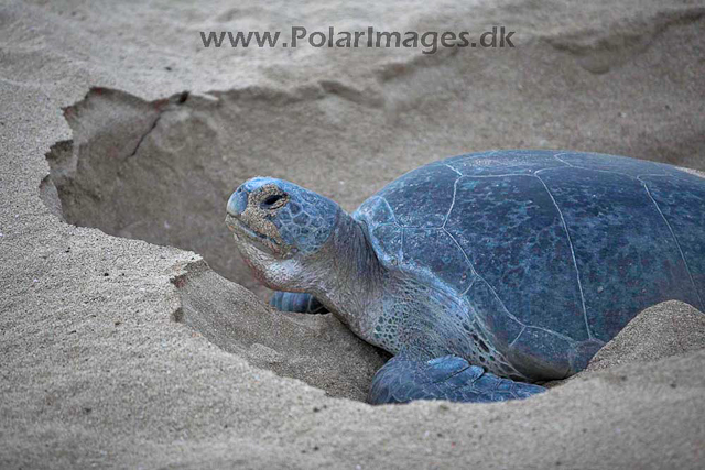 Green turtle_MG_8043