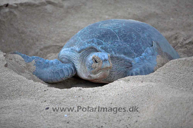 Green turtle_MG_8048