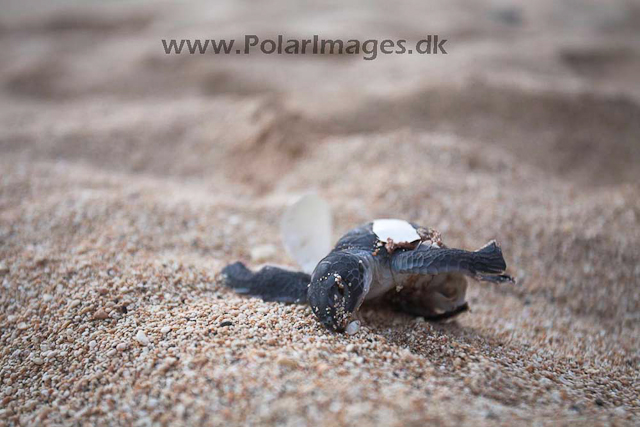 Green turtle_MG_8055