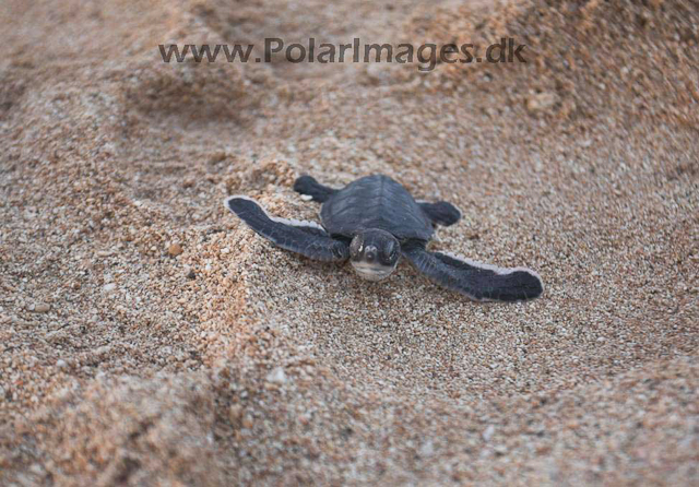 Green turtle_MG_8065