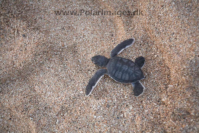 Green turtle_MG_8074