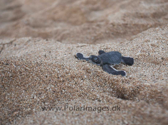 Green turtle_MG_8082