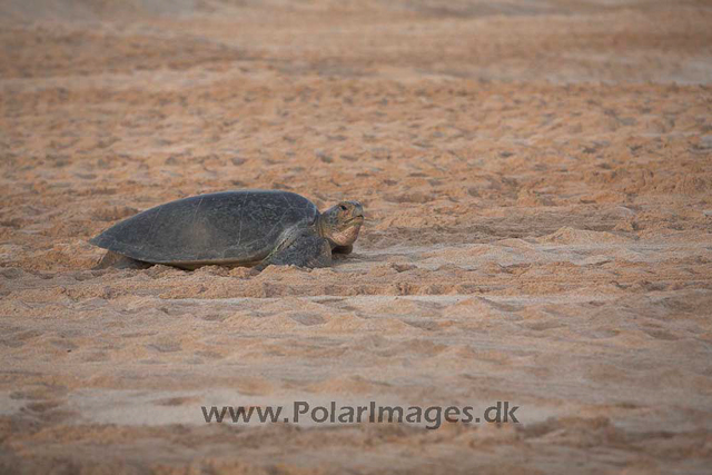 Green turtle_MG_8085