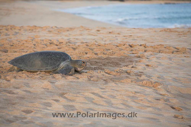 Green turtle_MG_8087