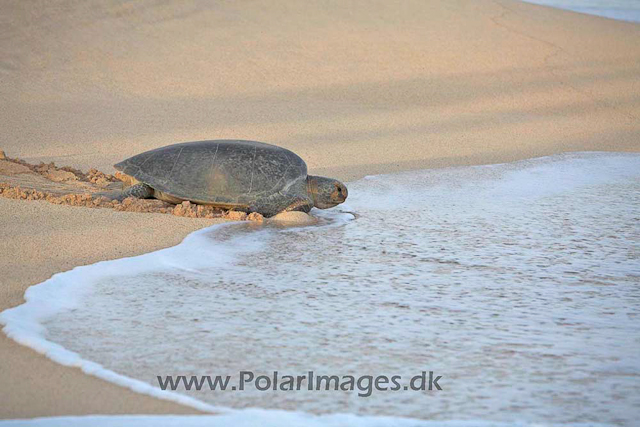 Green turtle_MG_8093