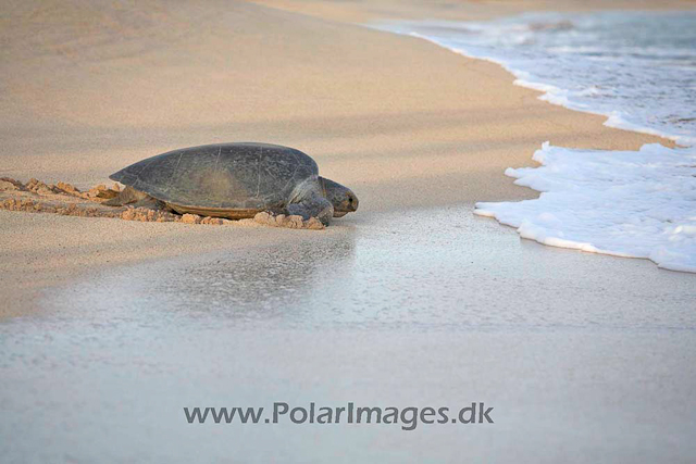 Green turtle_MG_8094