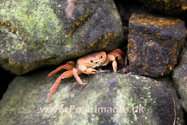 Land Crab_MG_2174