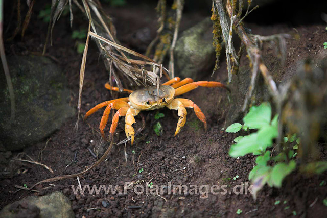 Land Crab_MG_2185