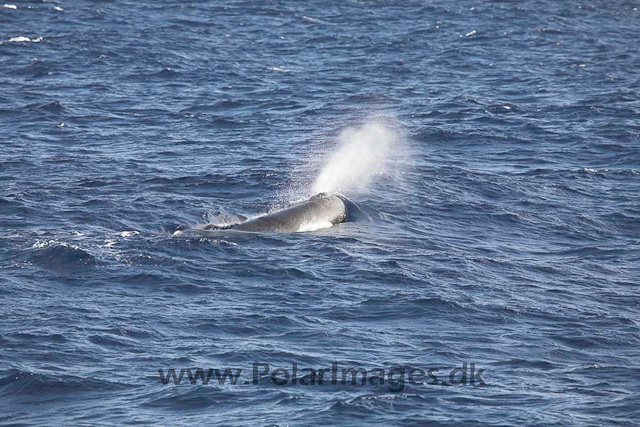 Sperm whale_MG_7949