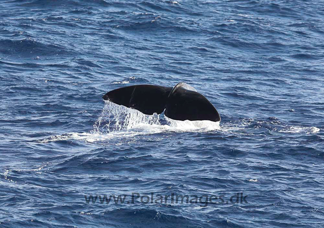 Sperm whale_MG_7958