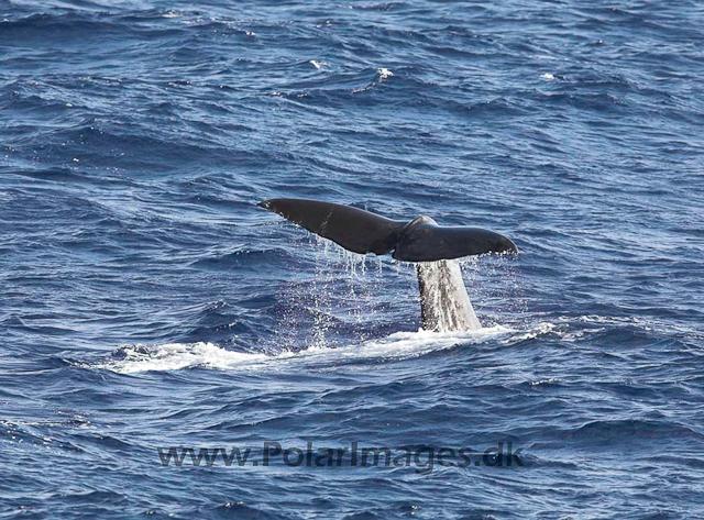 Sperm whale_MG_7959