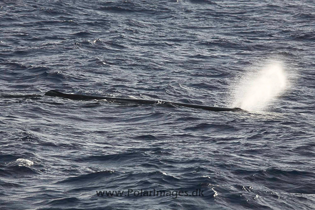 Sperm whale_MG_7974