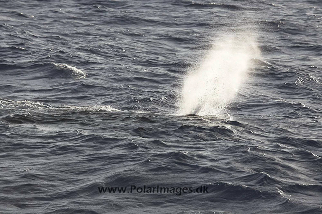 Sperm whale_MG_7975