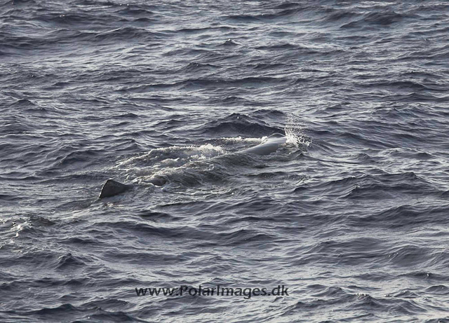 Sperm whale_MG_7979