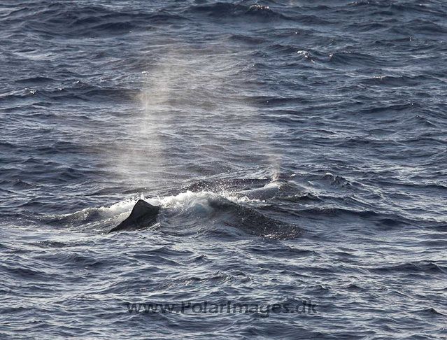 Sperm whale_MG_7982