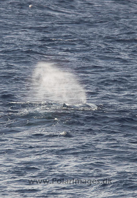 Sperm whale_MG_7984