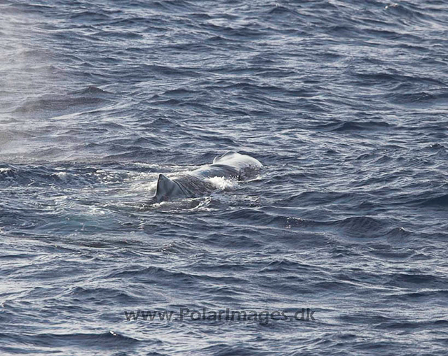 Sperm whale_MG_7985