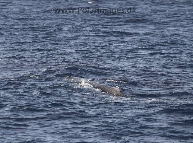 Sperm whale_MG_7988