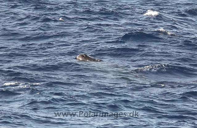 Sperm whale_MG_7991